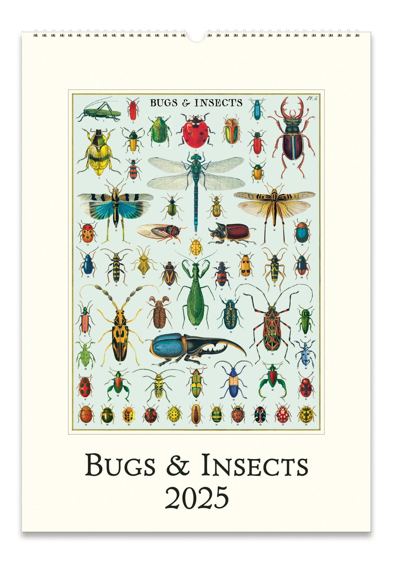 NEW for 2025! Cavallini & Co. Bugs & Insects Wall Calendar front cover