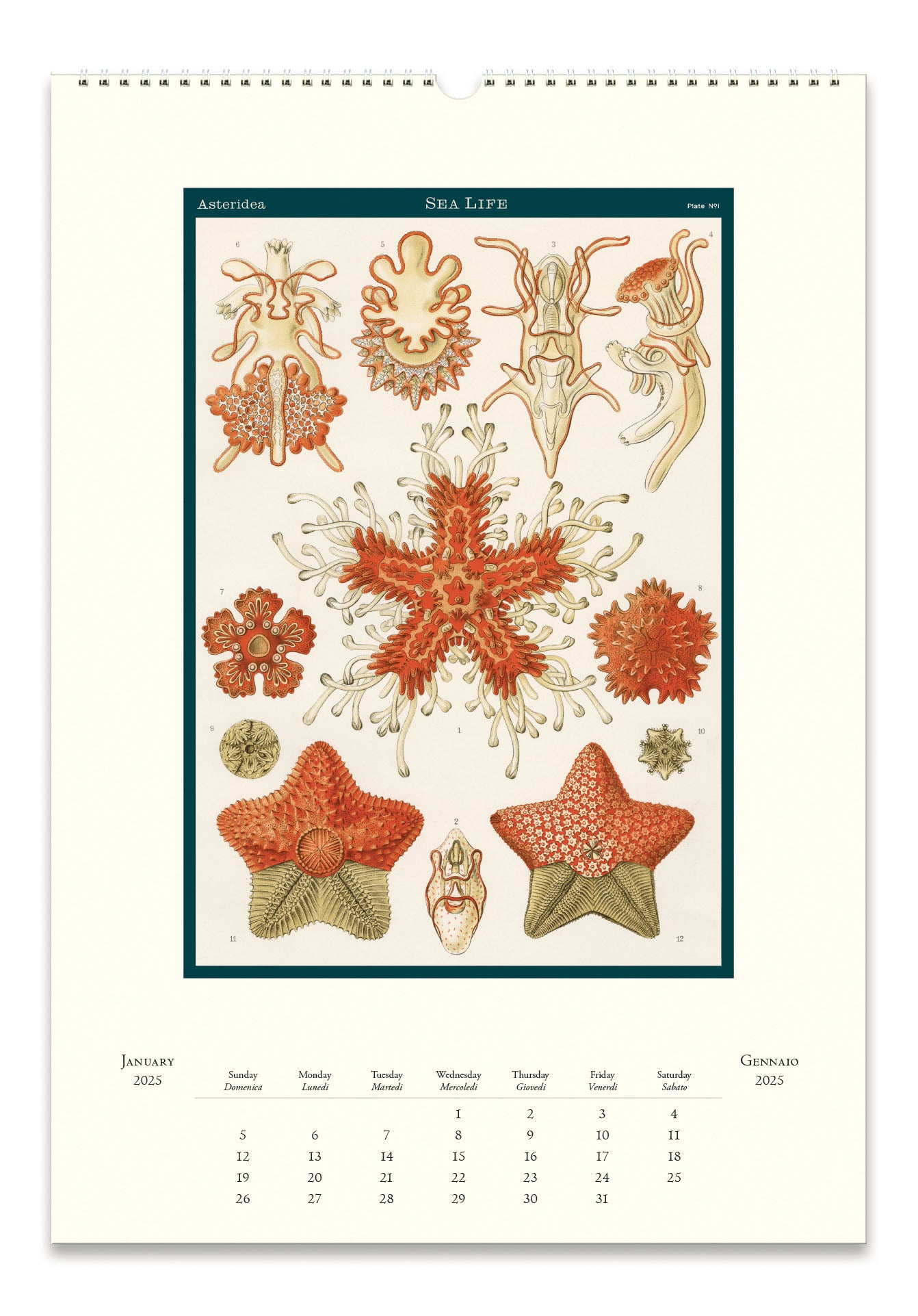 2025 Cavallini & Co. Sea Life Wall Calendar January page