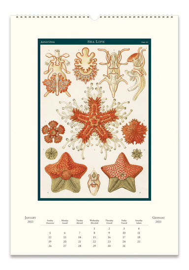 2025 Cavallini & Co. Sea Life Wall Calendar January page