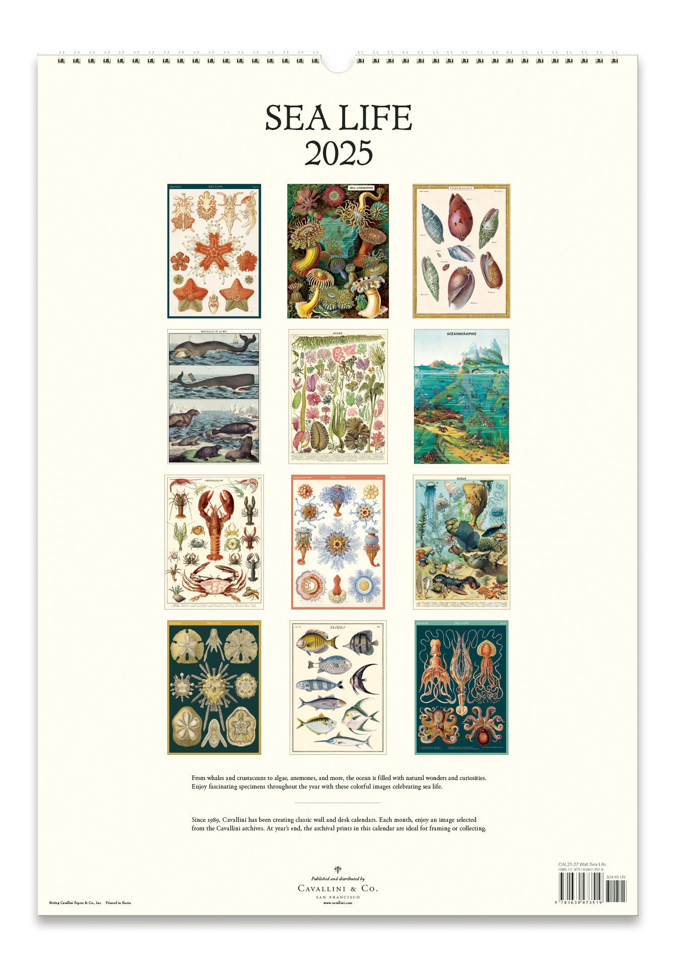 2025 Cavallini & Co. Sea Life Wall Calendar back cover showing all months