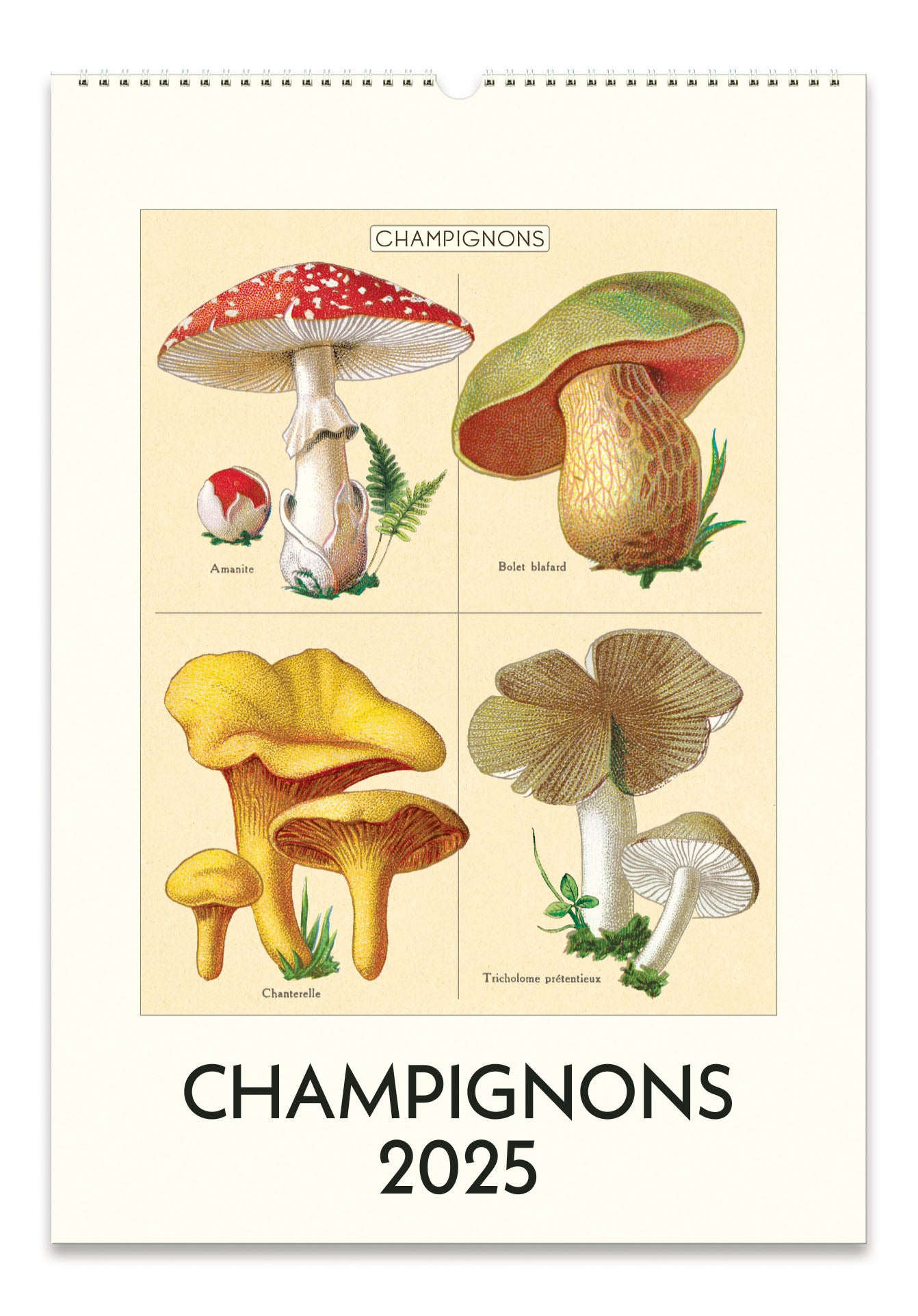 2025 Cavallini & Co. Chamignons Wall Calendar front cover image