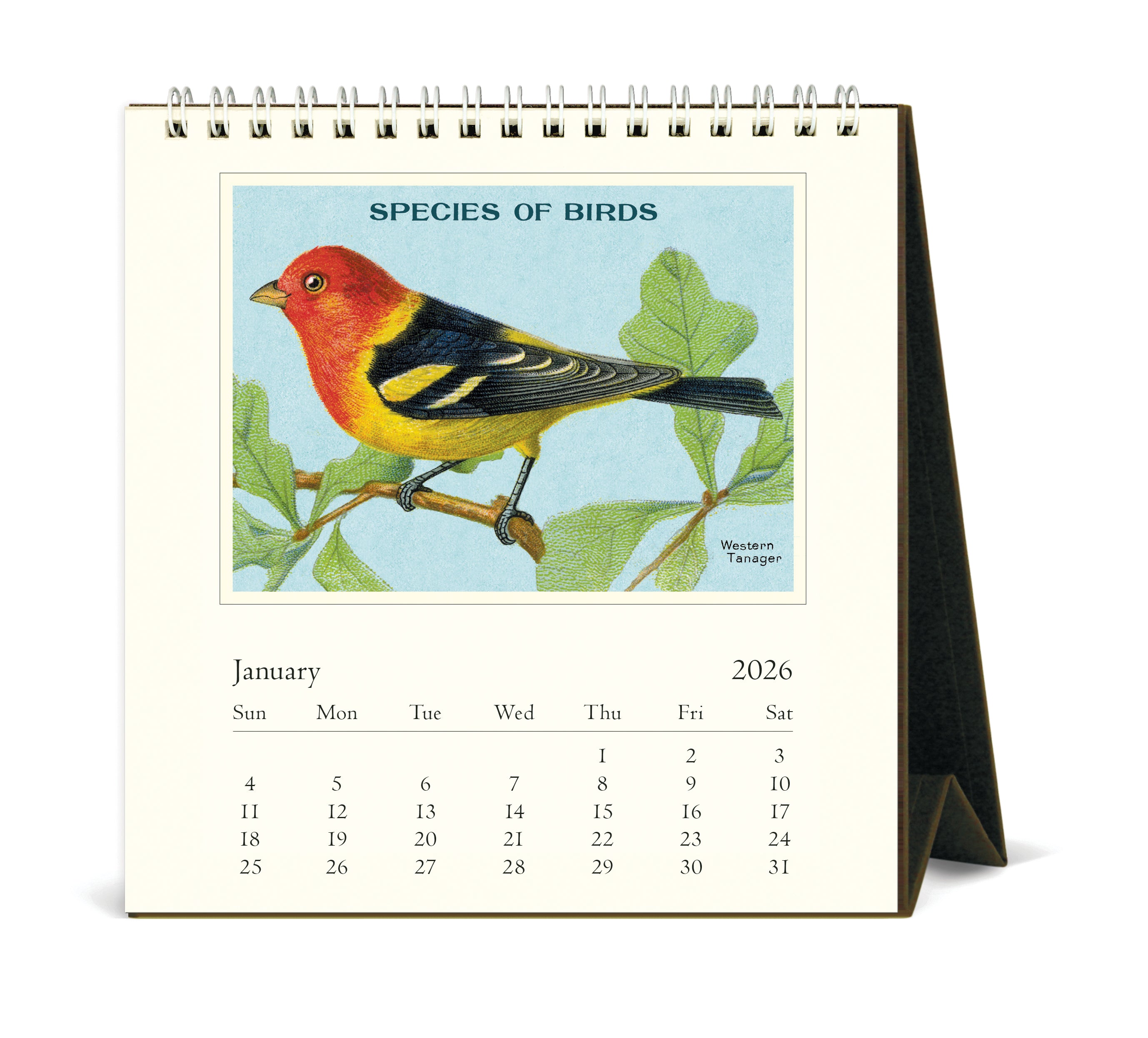 2026 Cavallini & Co. Vintage Birds Desk Calendar january page
