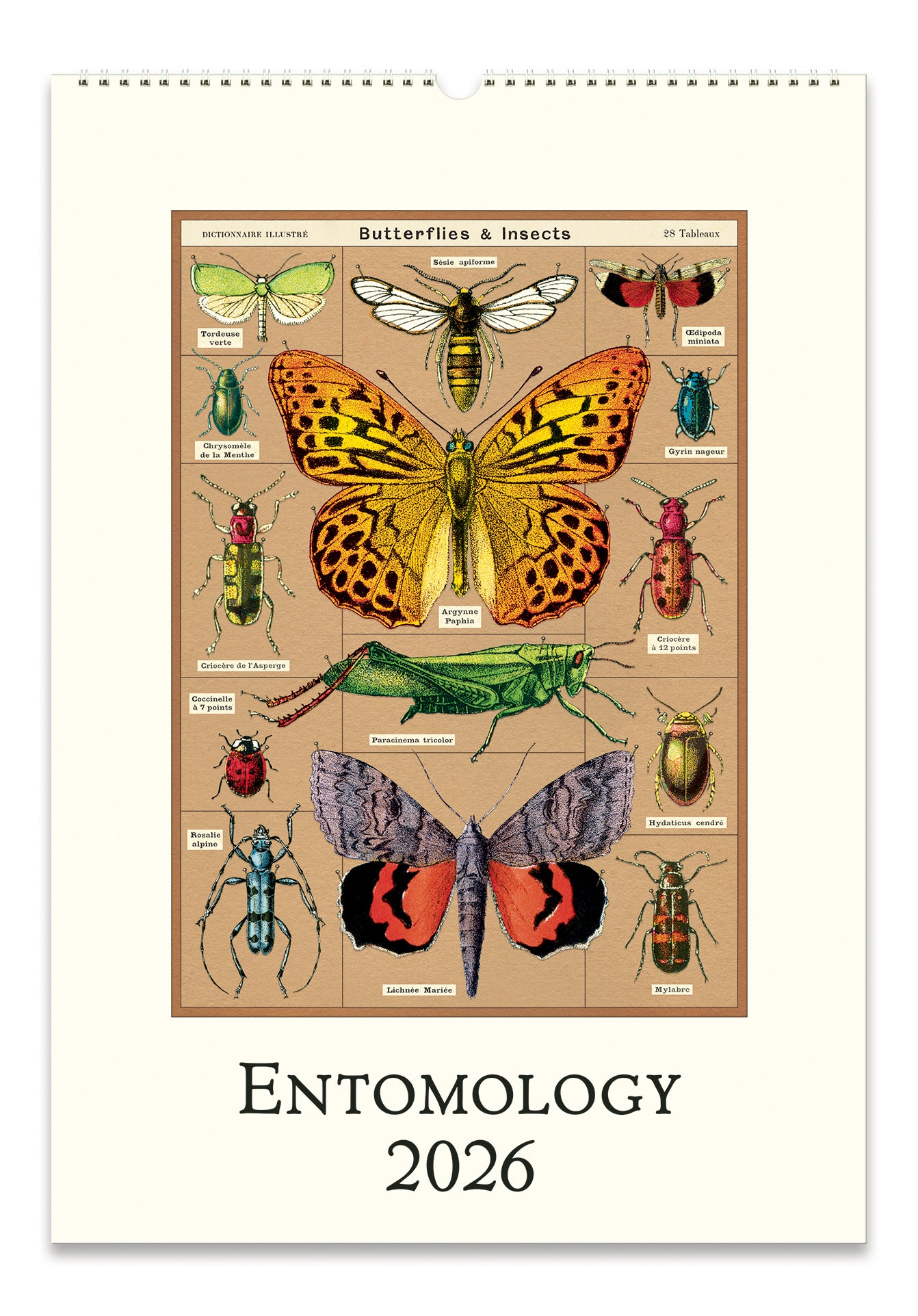 2026 Cavallini & Co. Entomology Wall Calendar- cover featuring illustrations of butterflies and insects with 'Entomology 2026' text.
