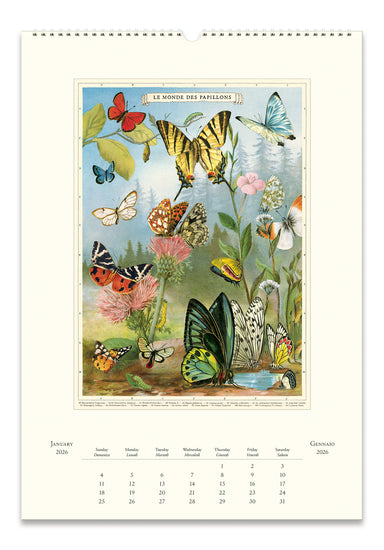 2026 Cavallini & Co. Entomology Wall Calendar- January page with butterfly illustration on a white background
