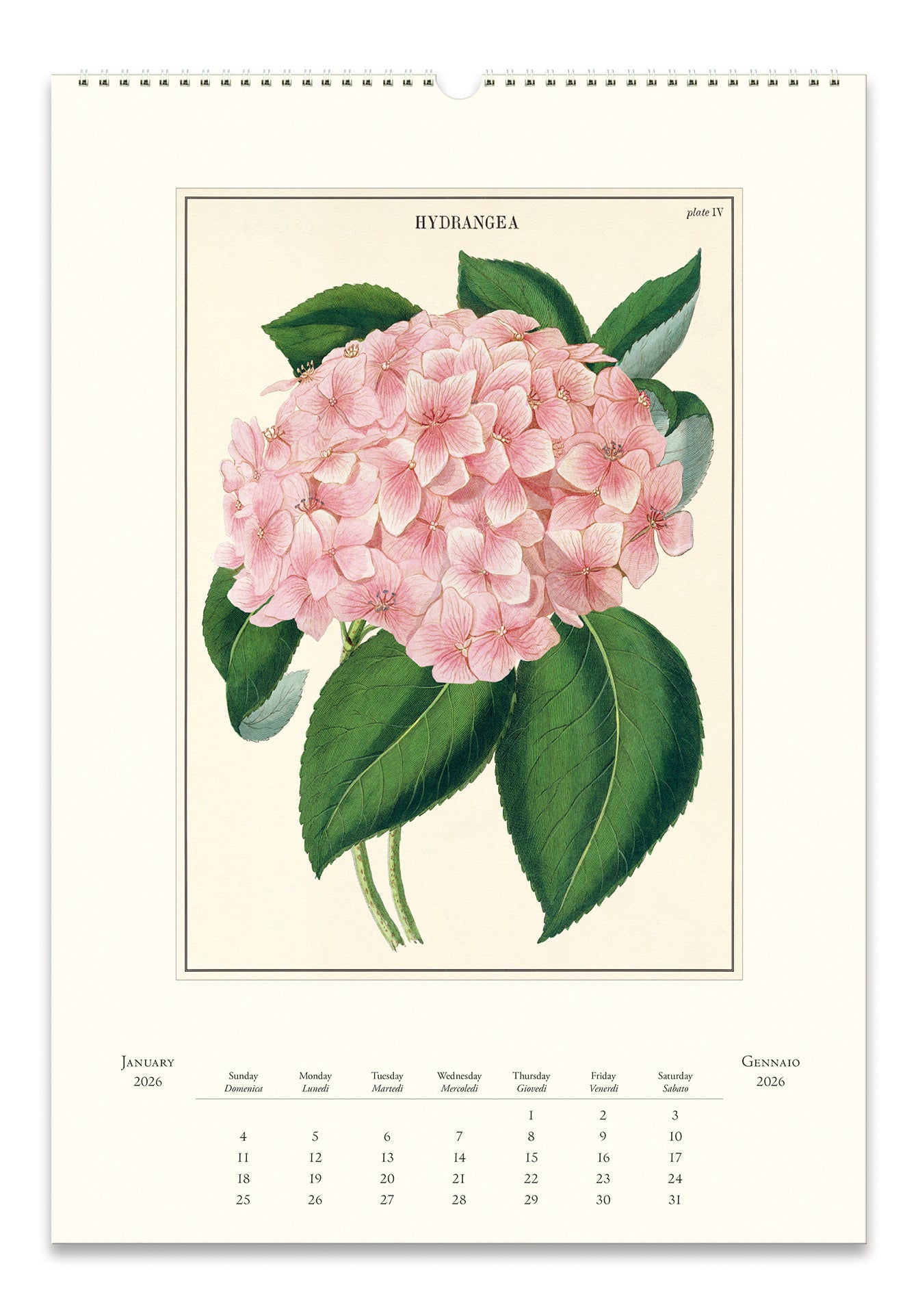 2026 Cavallini & Co. Botanica Wall Calendar january page image