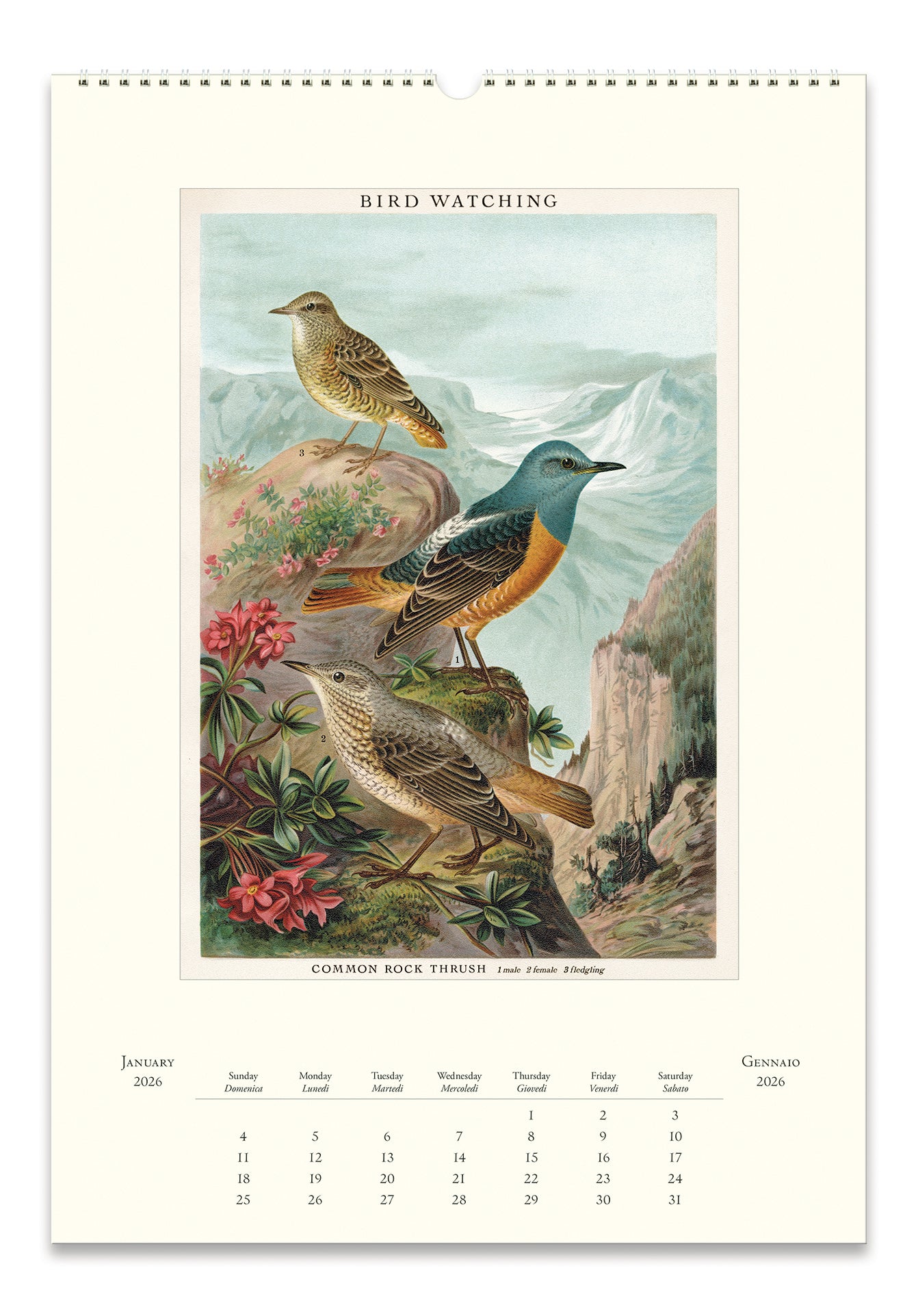 Cavallini & Co. 2026 Birdwatching Wall Calendar January page image
