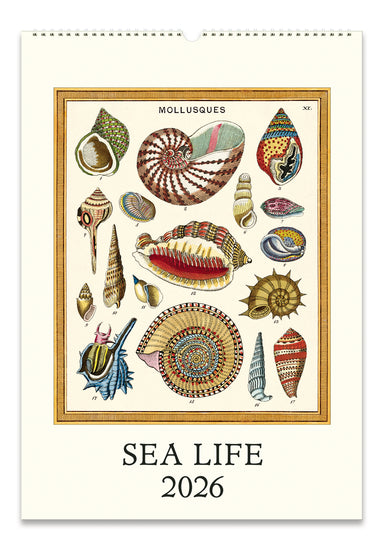 2026 Cavallini & Co. Sea Life Wall Calendar front cover image