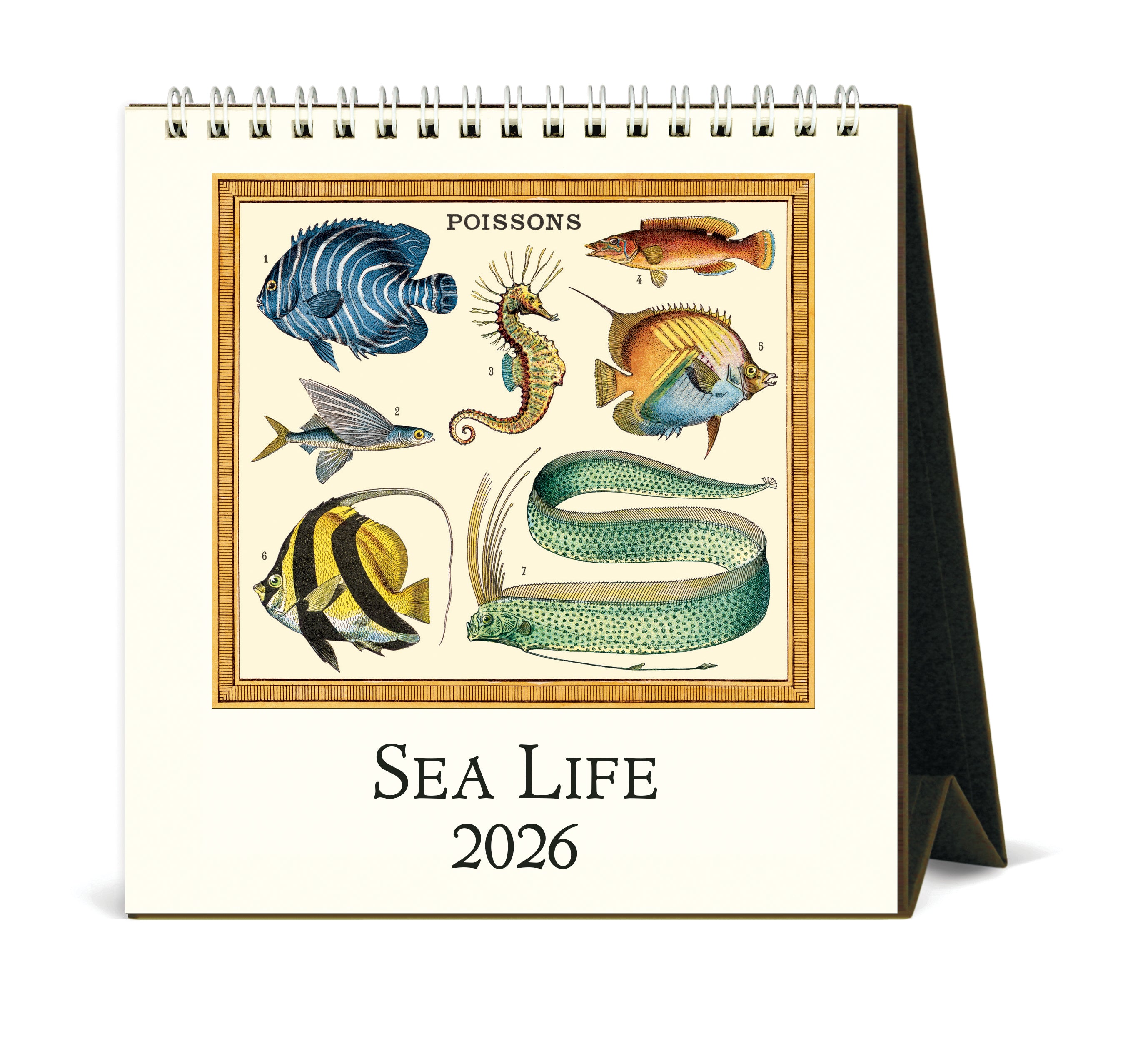 2026 Cavallini & Co. Sea Life Desk Calendar front cover image