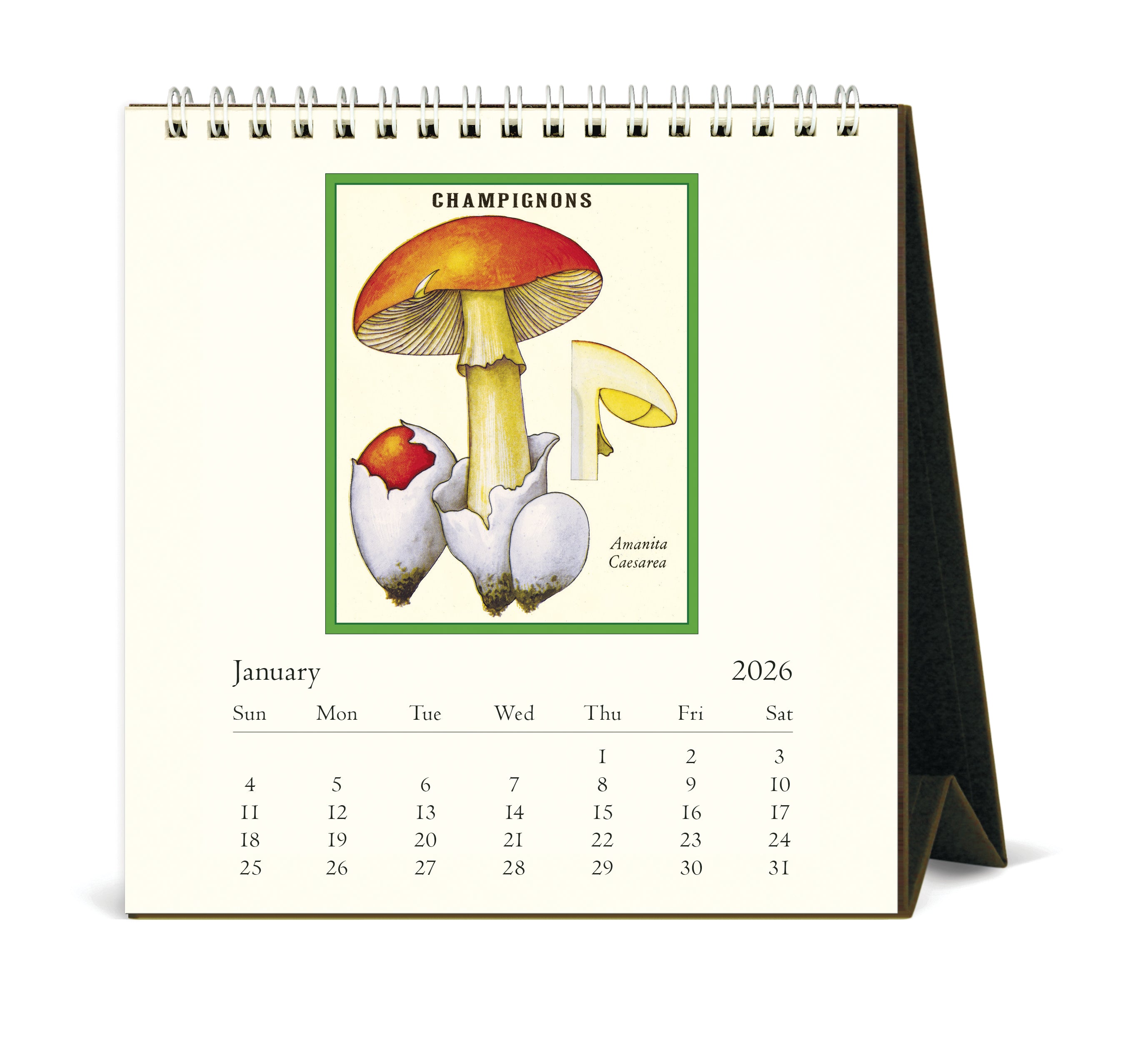2026 Cavallini & Co. Foraging Desk Calendar january image
