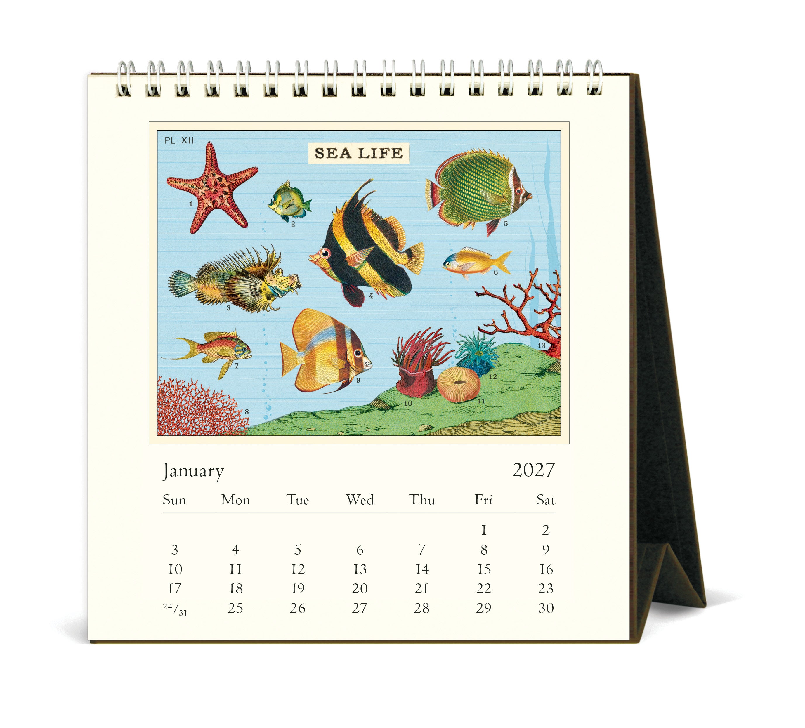 2027 Cavallini & Co. Sea Life Desk Calendar