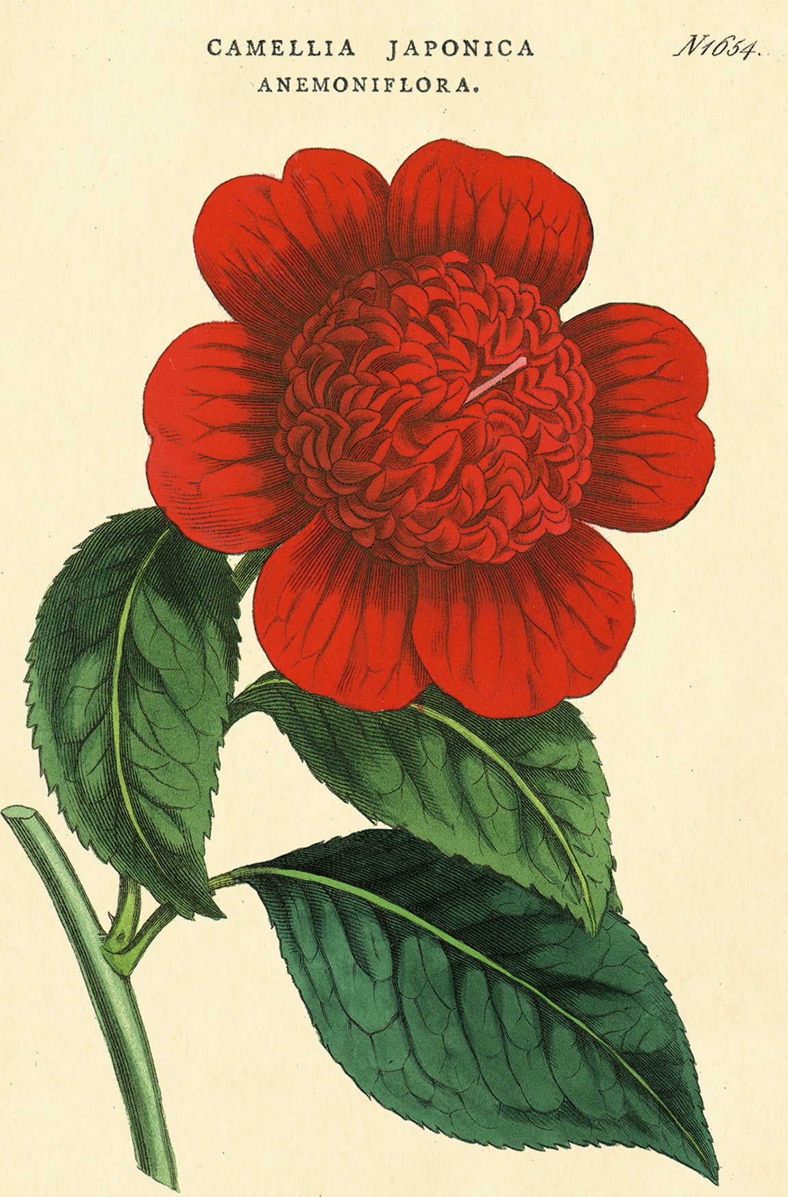 Botanica Vintage Postcards by Cavallini & Co.