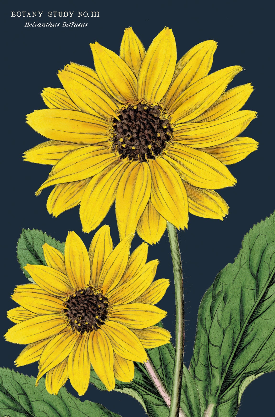 Botanica Vintage Postcards by Cavallini & Co.