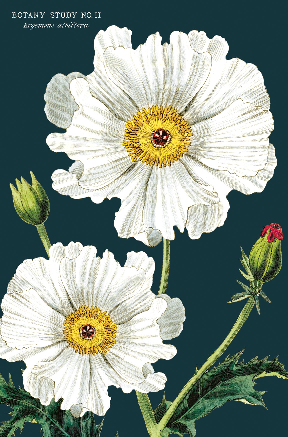 Botanica Vintage Postcards by Cavallini & Co.