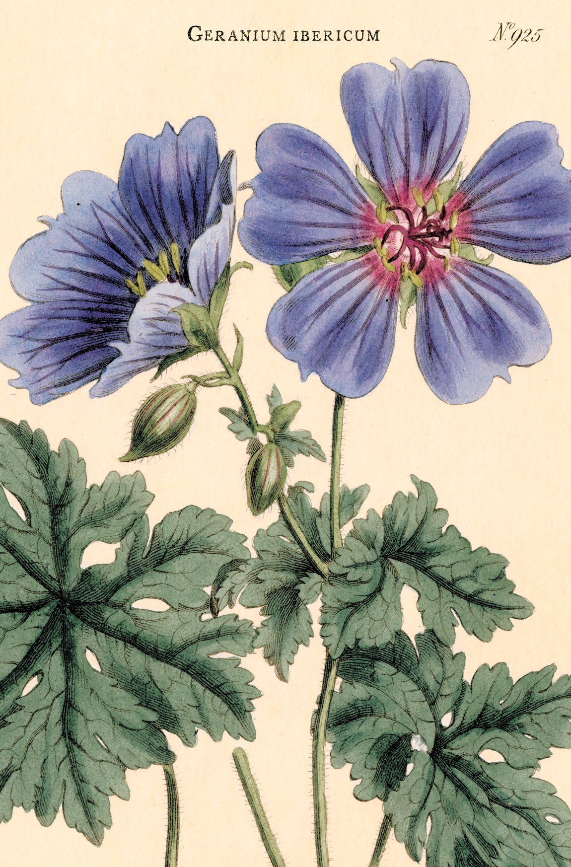 Botanica Vintage Postcards by Cavallini & Co.