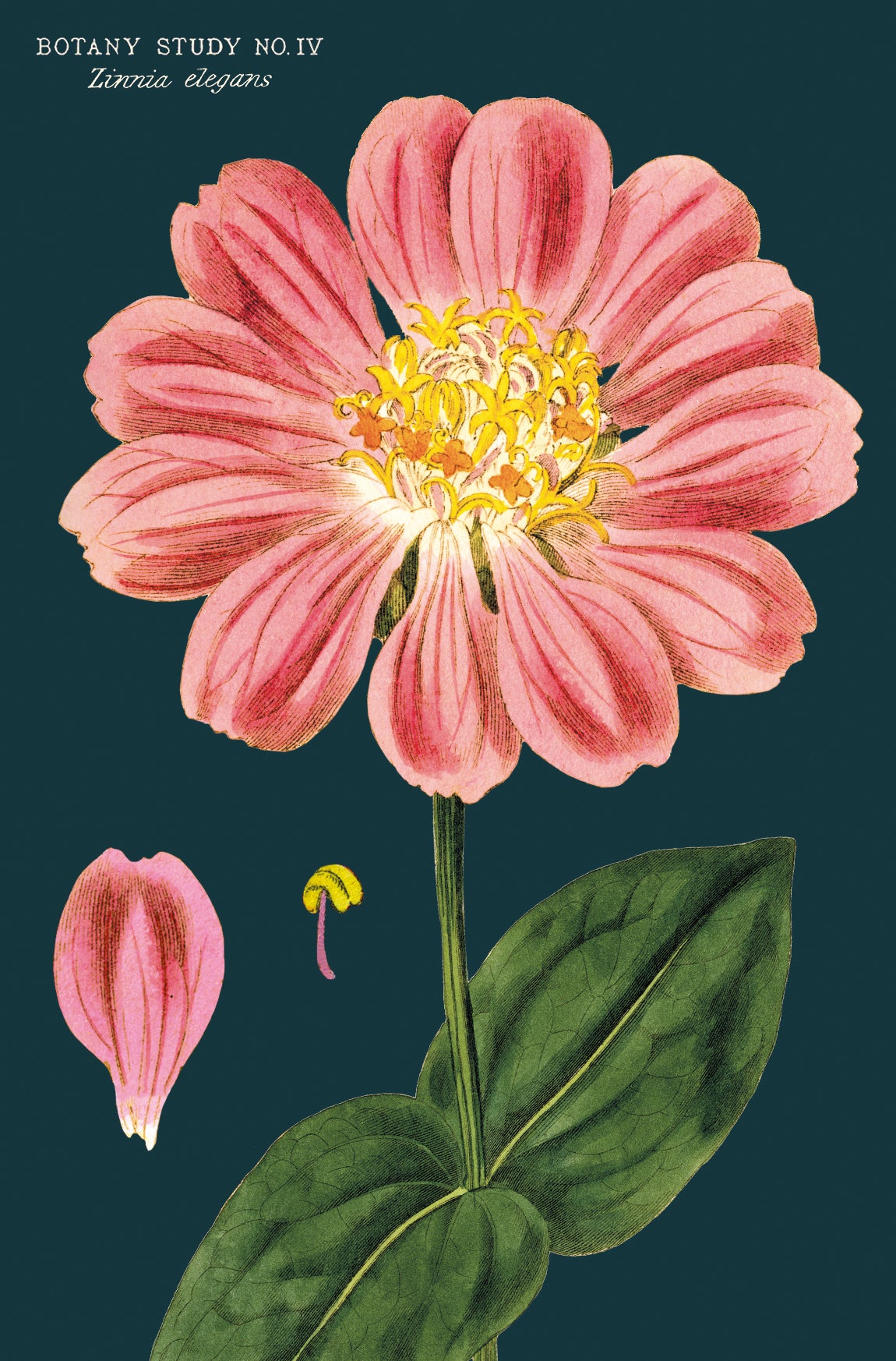 Botanica Vintage Postcards by Cavallini & Co.