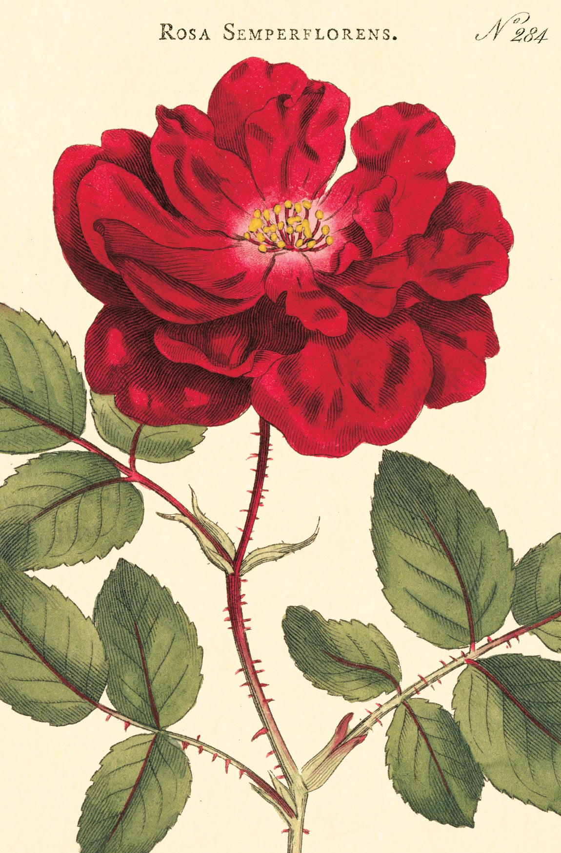 Botanica Vintage Postcards by Cavallini & Co.