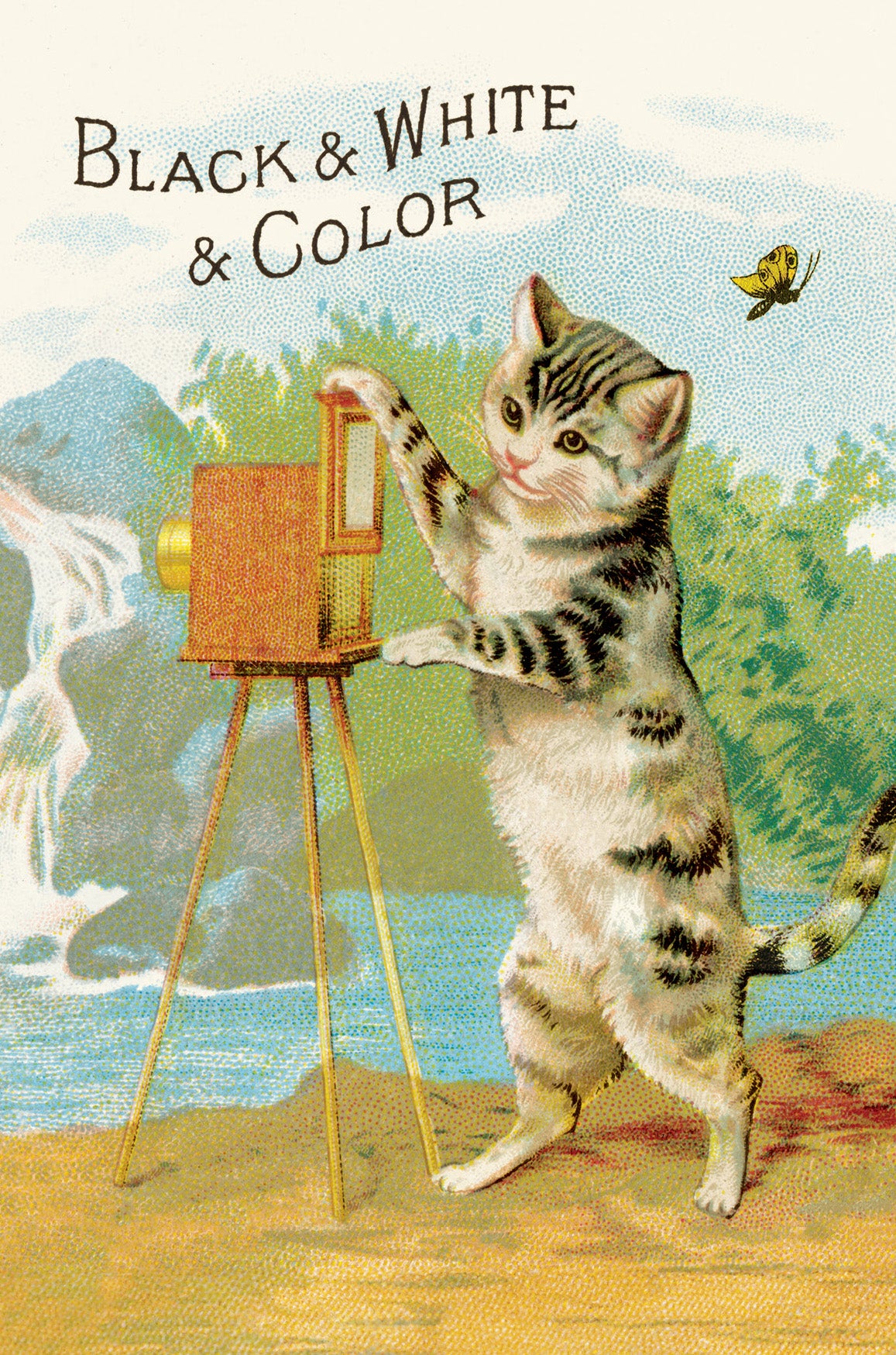 Included postcard example- Vintage-style illustration of a cat with a camera and butterfly, with text 'Black & White & Color'.