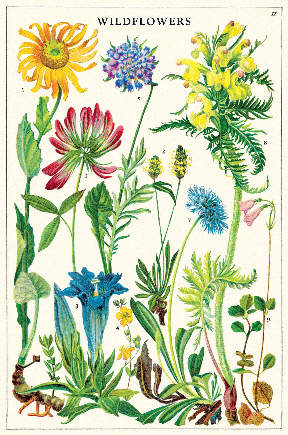 Wildflowers Version 2 Vintage Postcards by Cavallini & Co.