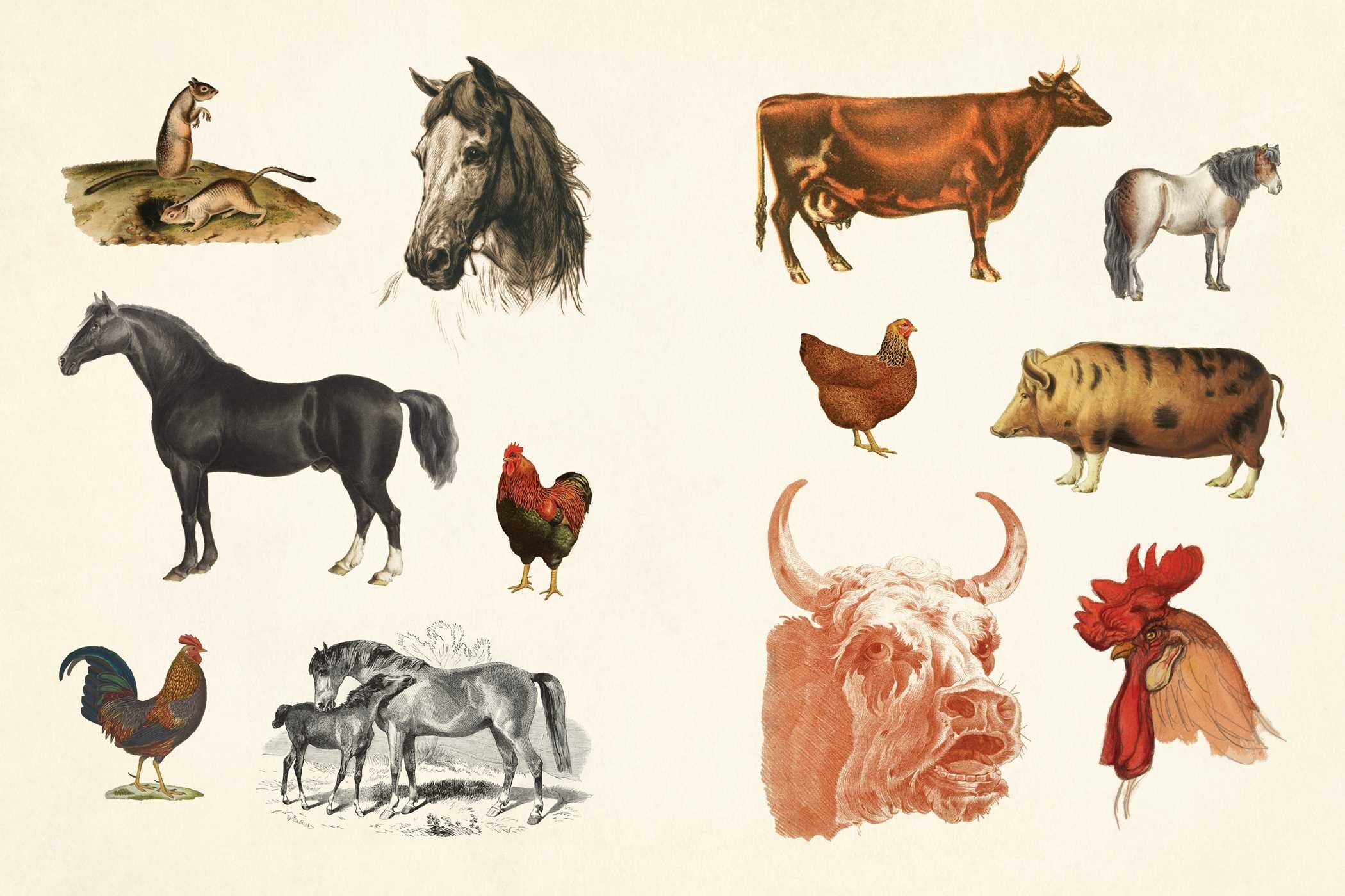 Illustrations of various animals including horses, cows, chickens, and pigs on a beige background.
