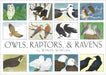 Crane Creek Graphics Owls, Raptors, & Ravens Notecard Folio- front cover of 'Owls, Raptors, & Ravens' by Wendy Morgan featuring illustrations of various birds.