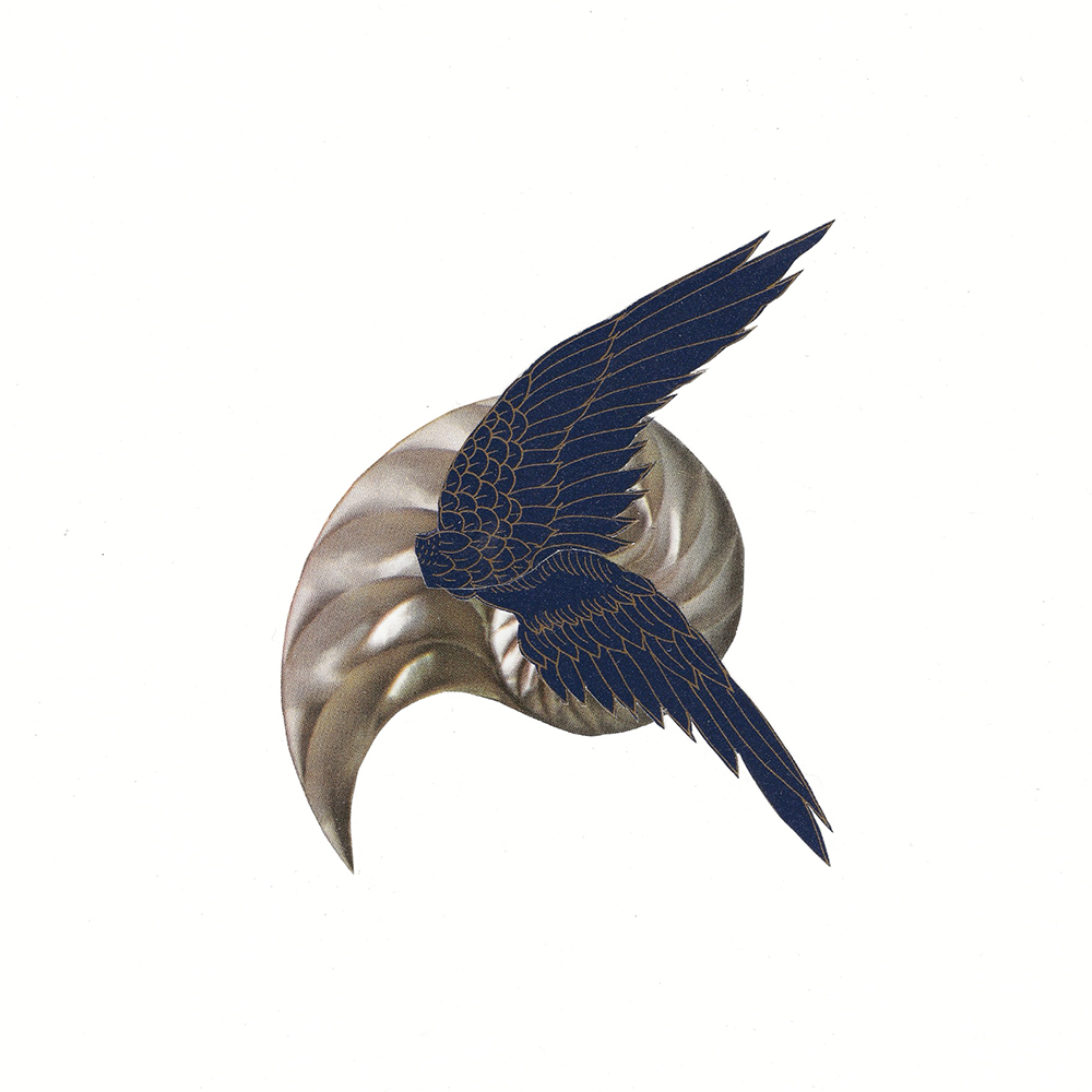Abstract collage design with a stylized bird  wings and spiral shell pattern on a white background