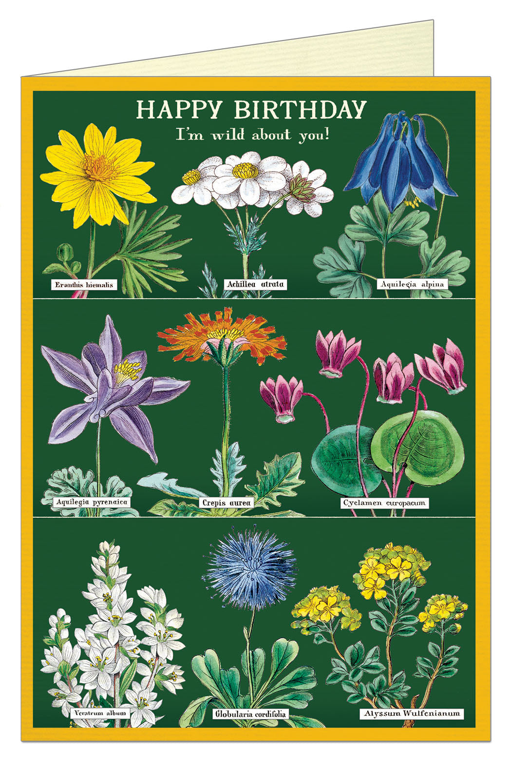 Cavallini & Co. Wildflowers Single Blank Birthday Card with illustrations of various flowers on a green background