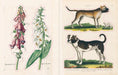 John Derian Sticker Book example pages- Illustrations of flowers and dogs on a white background