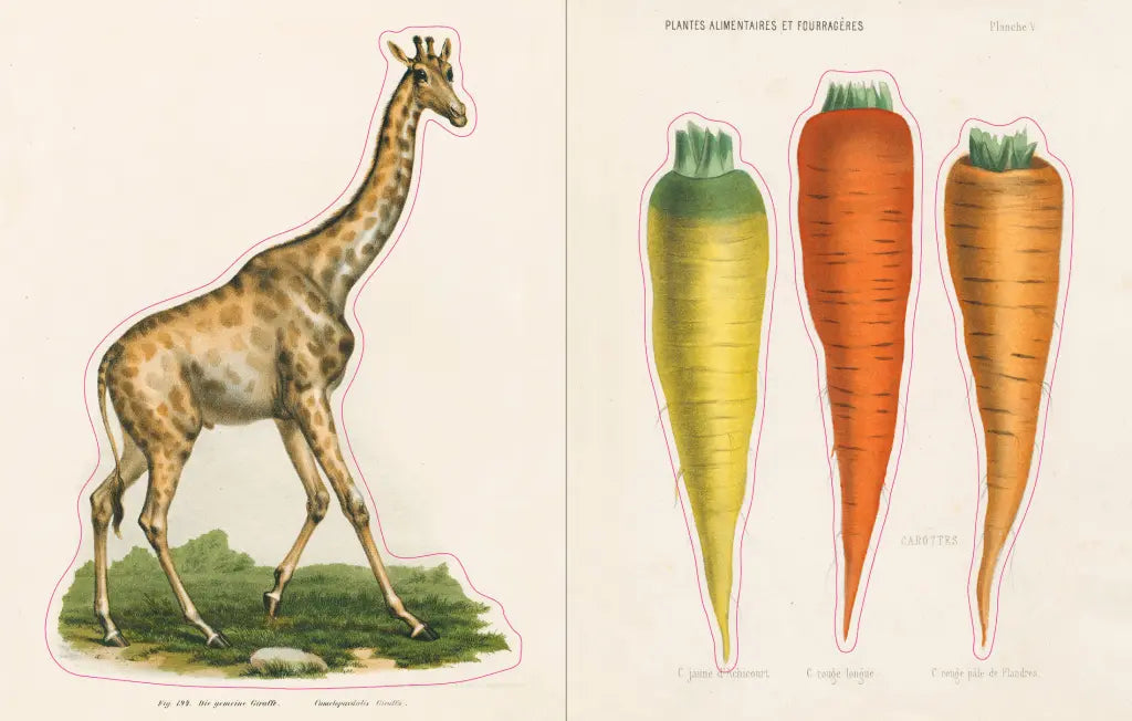 John Derian Sticker Book example pages- Illustration of a giraffe and three different types of carrots on a beige background.