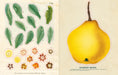 John Derian Sticker Book example pages- Illustration of a yellow pear with leaves and flowers on a beige background