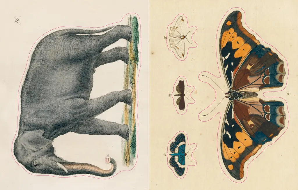 John Derian Sticker Book example pages- Illustrations of an elephant and a butterfly on a beige background