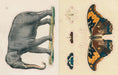 John Derian Sticker Book example pages- Illustrations of an elephant and a butterfly on a beige background