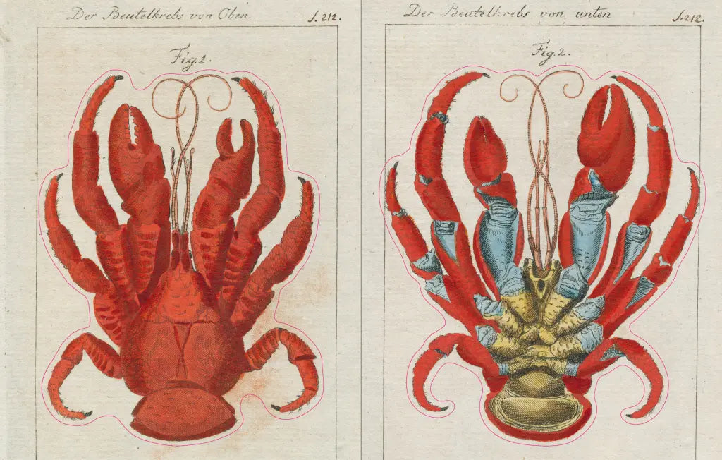 John Derian Sticker Book example pages- Illustration of a red crab with detailed claws on a white background