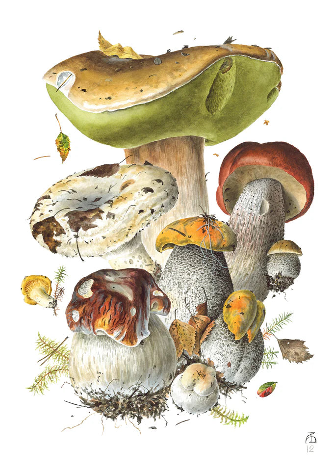 Mushrooms: Alexander Viazmensky Boxed Notecard Assortment