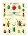 Image of Cavallini & Co. Bugs & Insects Mini Notebook 