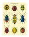 Image of Cavallini & Co. Bugs & Insects Mini Notebook Set entomologie cover