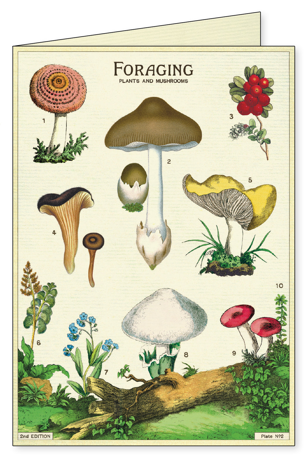 Cavallini & Co. Foraging Boxed Notecards