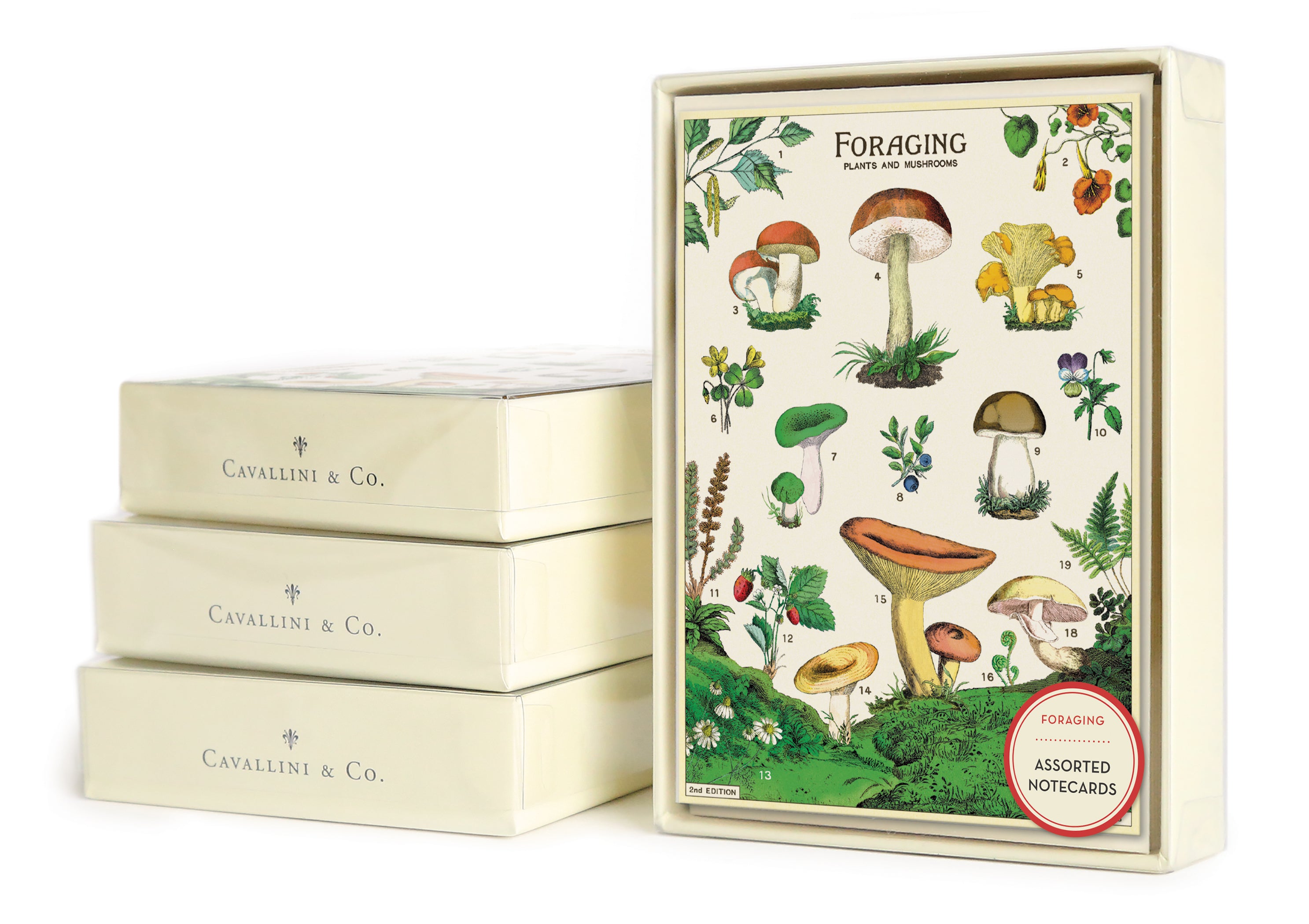 Cavallini & Co. Foraging Boxed Notecards