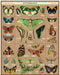 Cavallini & Co. Entomology 1000 Piece Puzzle image showing finished puzzle