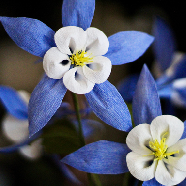 Close-up of blue and white flowers with yellow centers on a dark background
