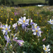 Field of blue and white flowers with a blurred background of greenery and water.