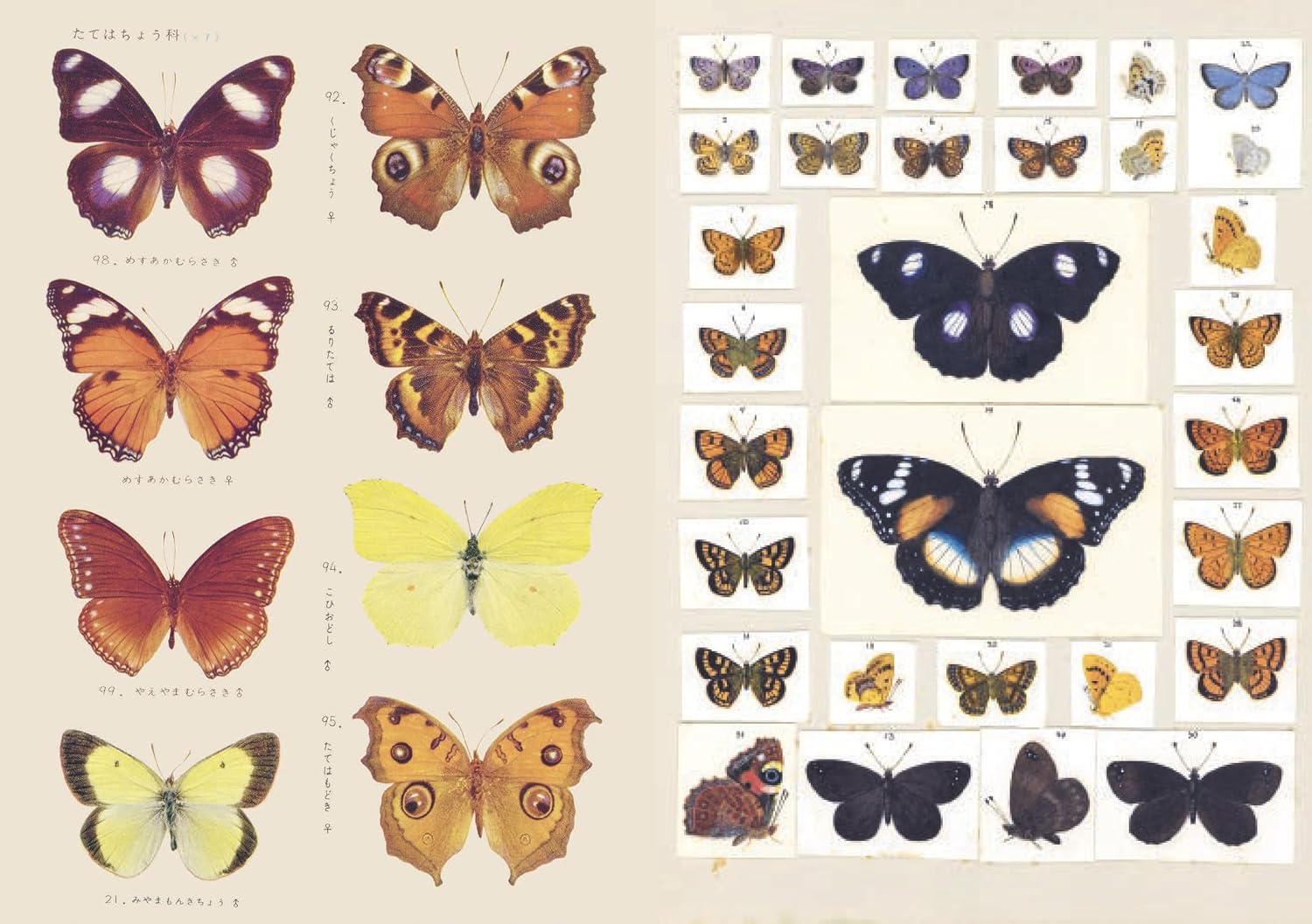 The Curious Collections Sticker Book- example pages of vintage butterfly stickers