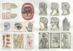 The Curious Collections Sticker Book- example pages of vintage human anatomy stickers