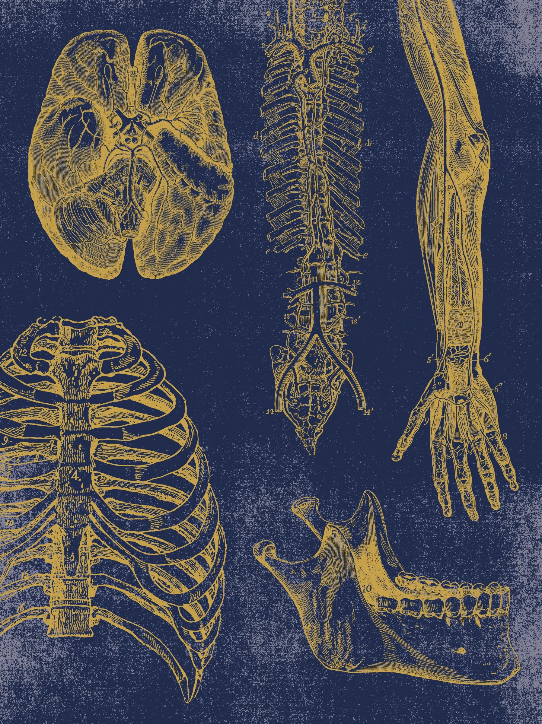 Vintage Anatomy Slipcase Boxed Notecards