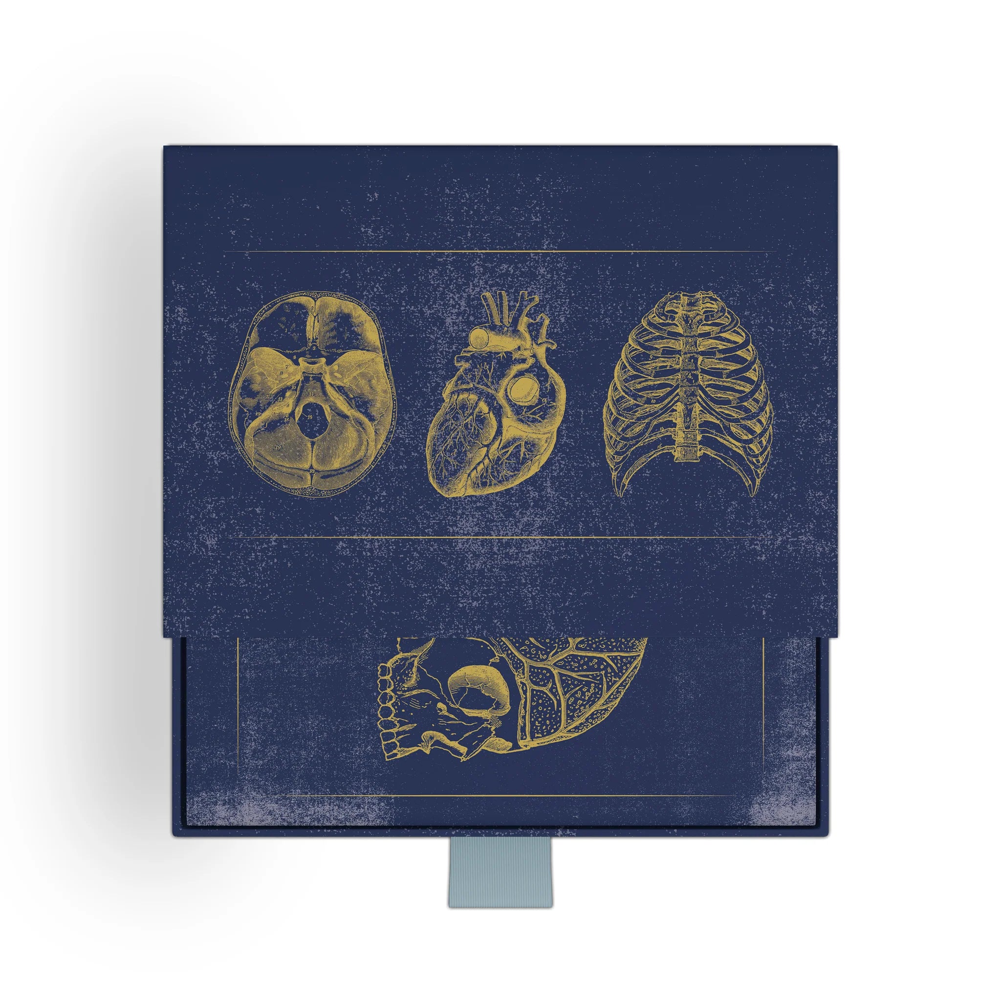 Vintage Anatomy Slipcase Boxed Notecards