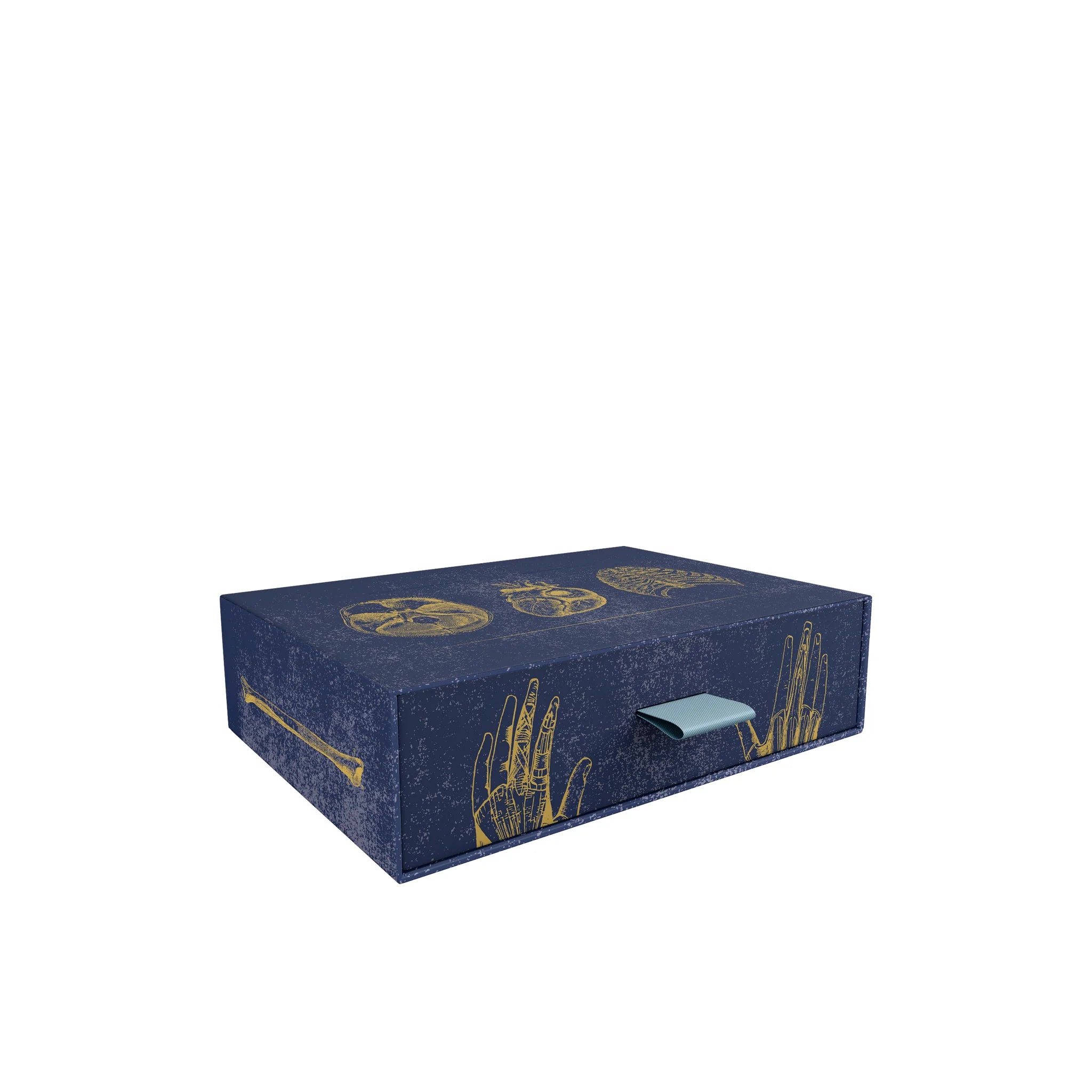 Vintage Anatomy Slipcase Boxed Notecards