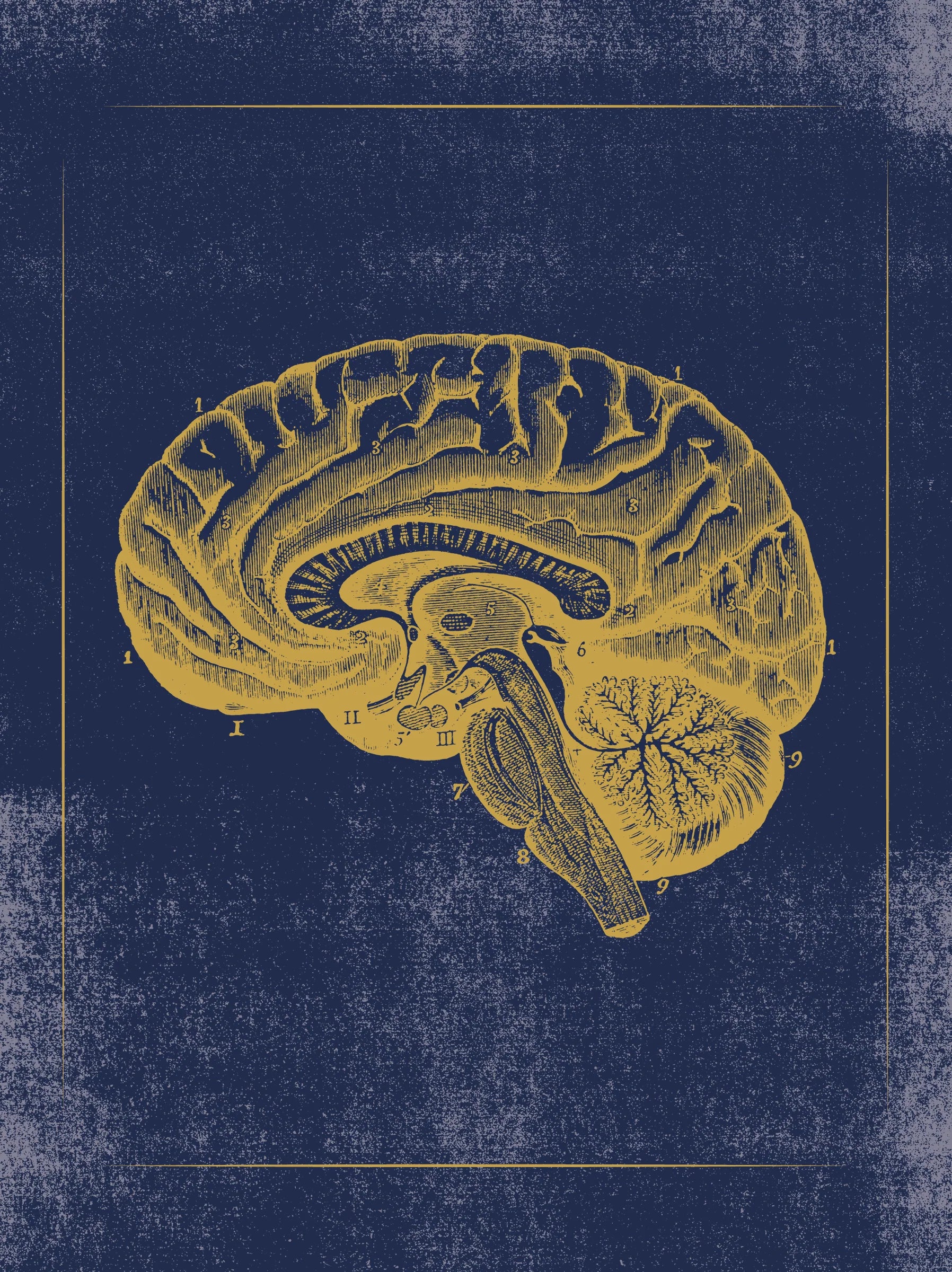 Vintage Anatomy Slipcase Boxed Notecards