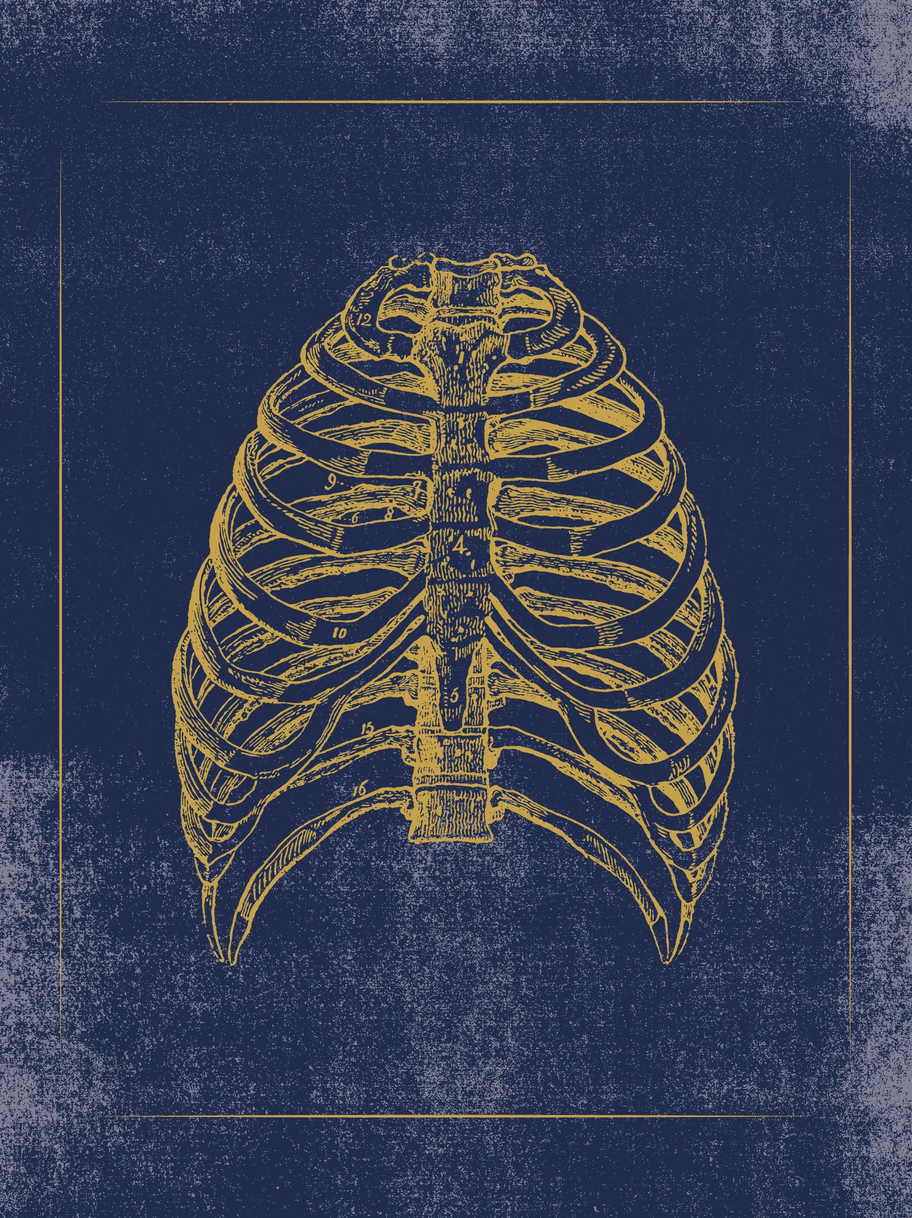 Vintage Anatomy Slipcase Boxed Notecards