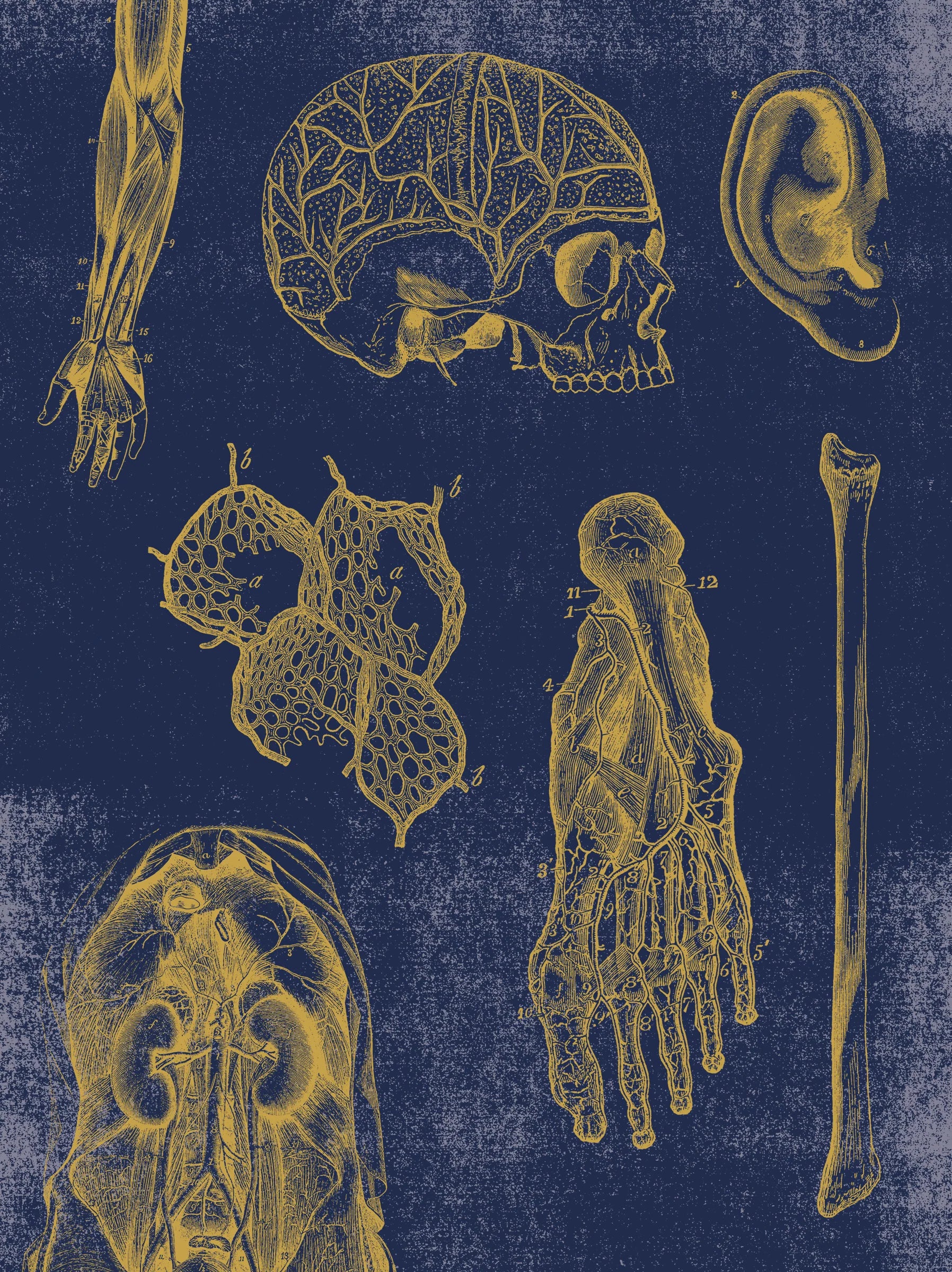 Vintage Anatomy Slipcase Boxed Notecards
