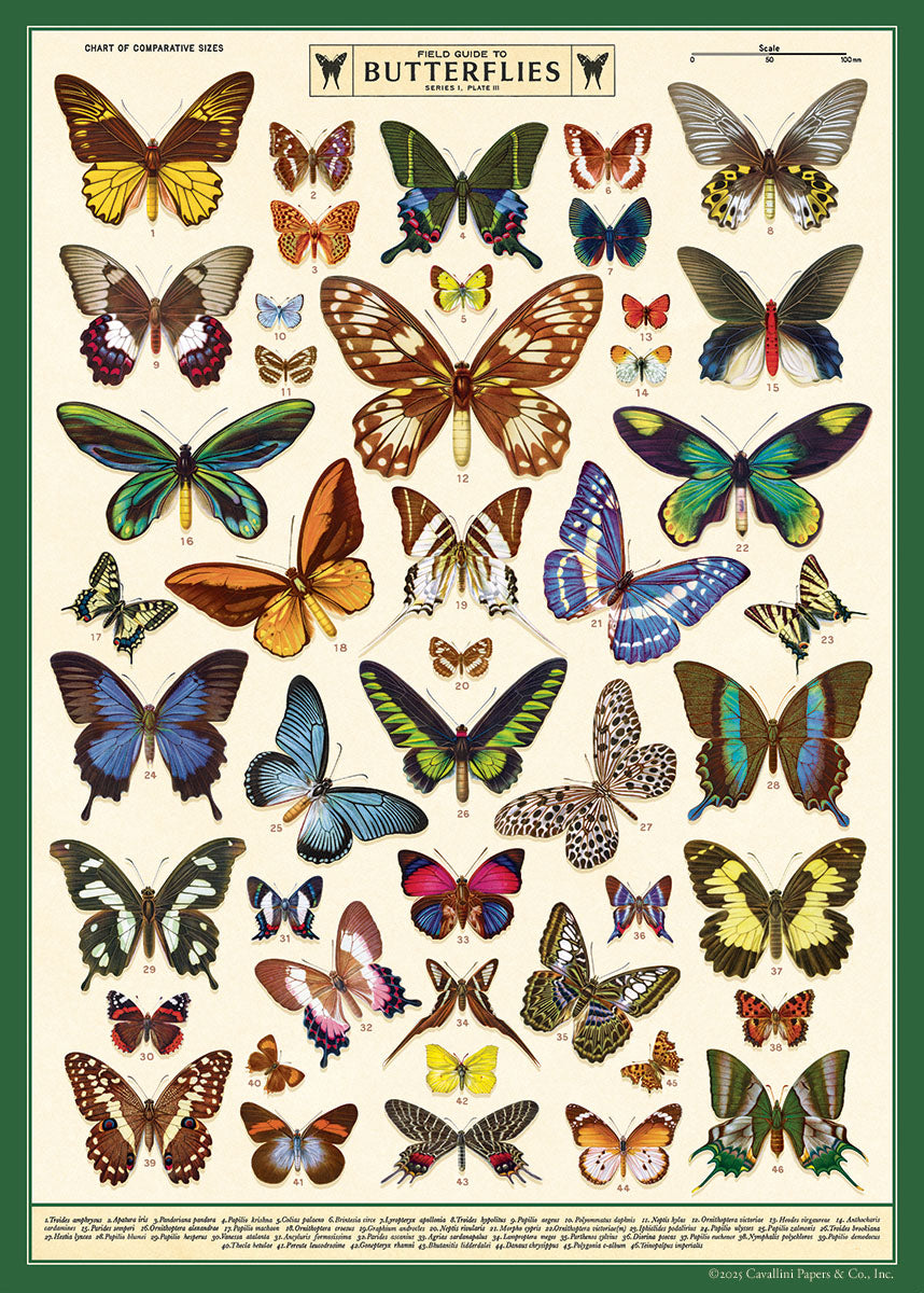 Cavallini & Co. Field Guide to Butterflies Decorative Paper- a vintage-style chart of butterflies with a green border