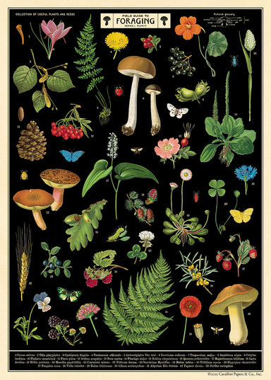 Cavallini & Co. Field Guide to Butterflies Decorative Paper- Illustrations of various plants, mushrooms, and insects on a black background with text at the top.